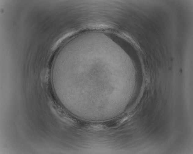 X0000081390583200702020257