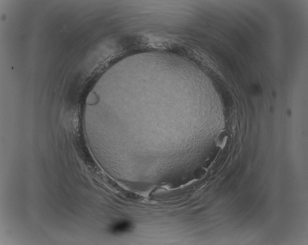 X0000081390595200702020257