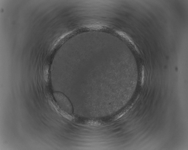 X0000081390596200702020257