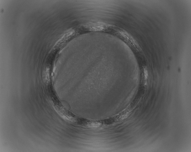 X0000081390598200702020257