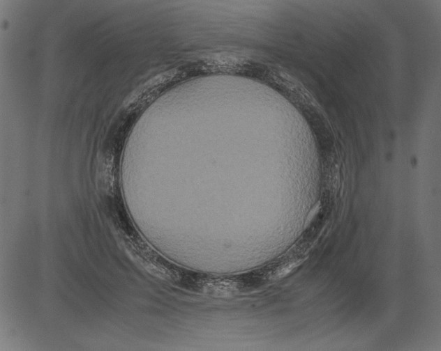 X0000081390599200702020257