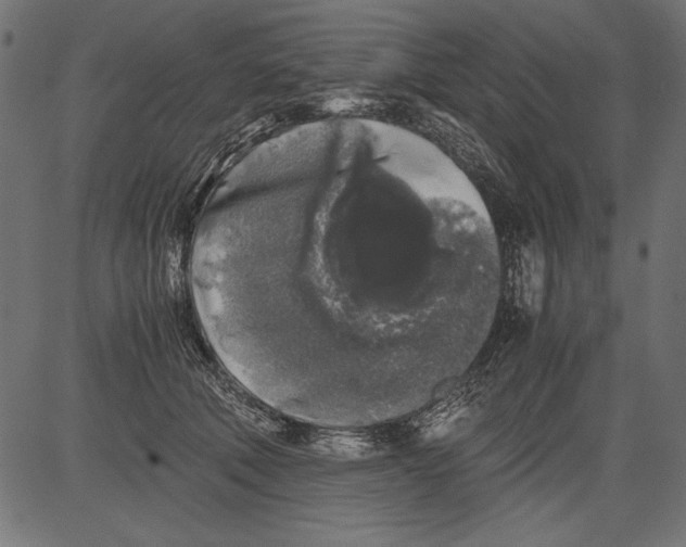 X0000081390610200702020257