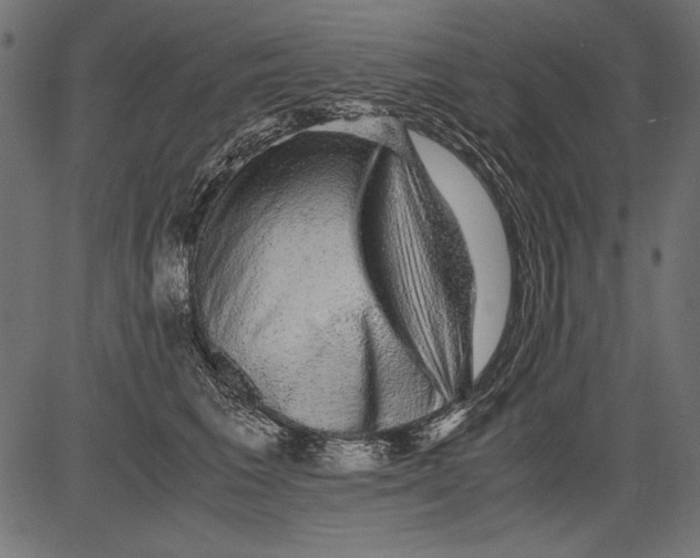 X0000081390613200702020257