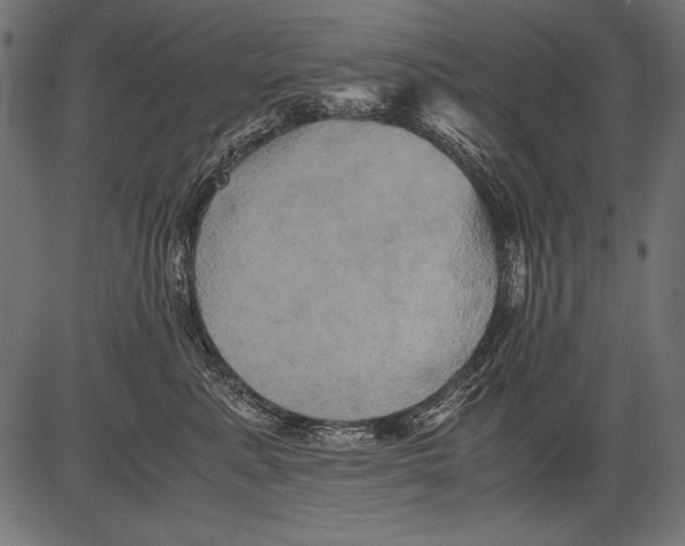 X0000081390619200702020257