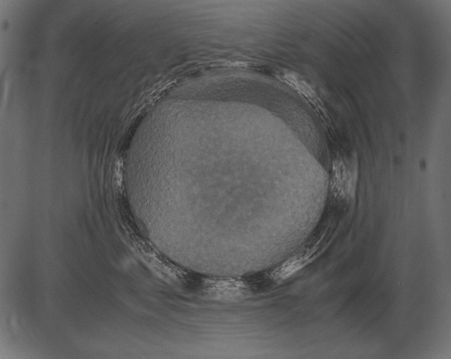 X0000081390621200702020257