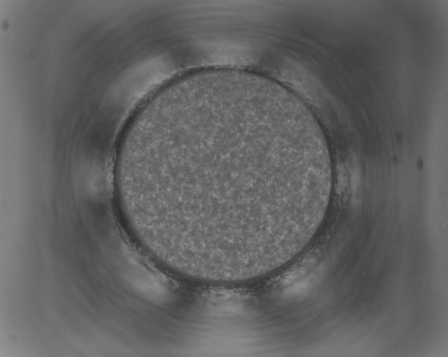 X0000081390632200702020256