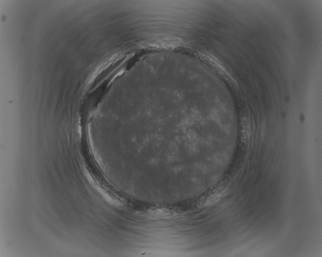 X0000081390634200702020256