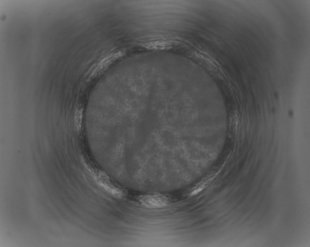 X0000081390652200702020256