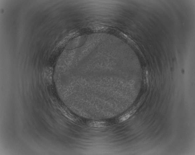 X0000081390664200702020257