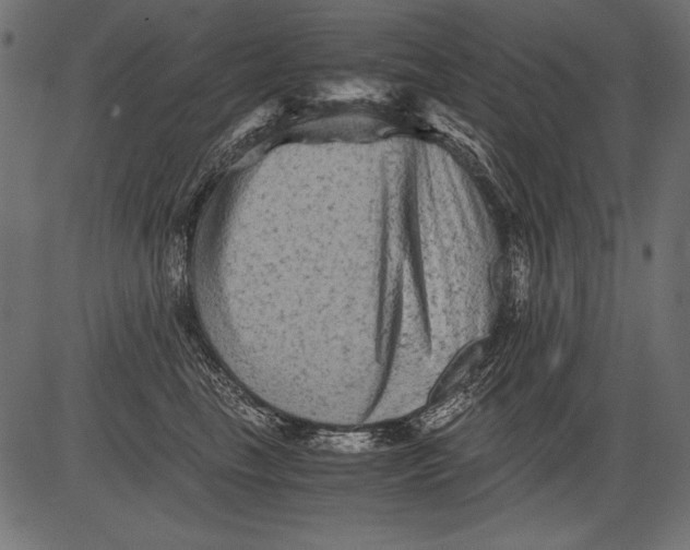 X0000081390665200702020257