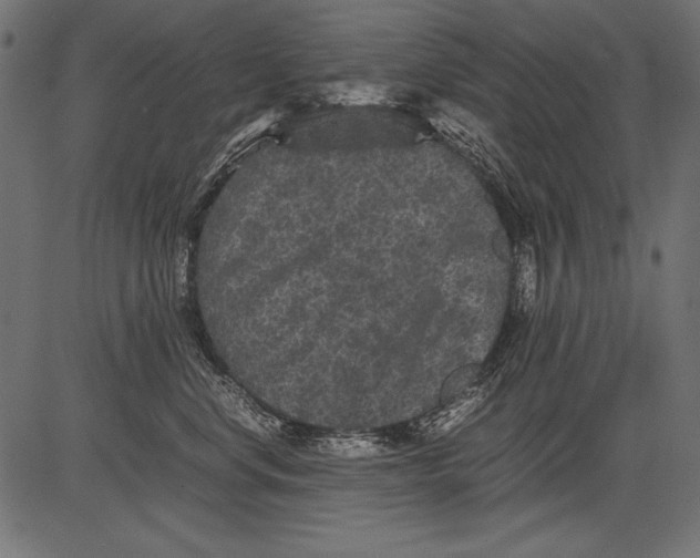 X0000081390668200702020257