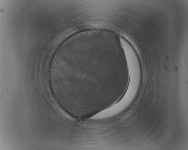 X0000081390673200702020256