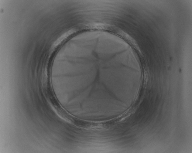 X0000081390674200702020256