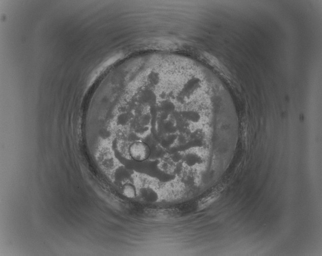 X0000081390679200702020256