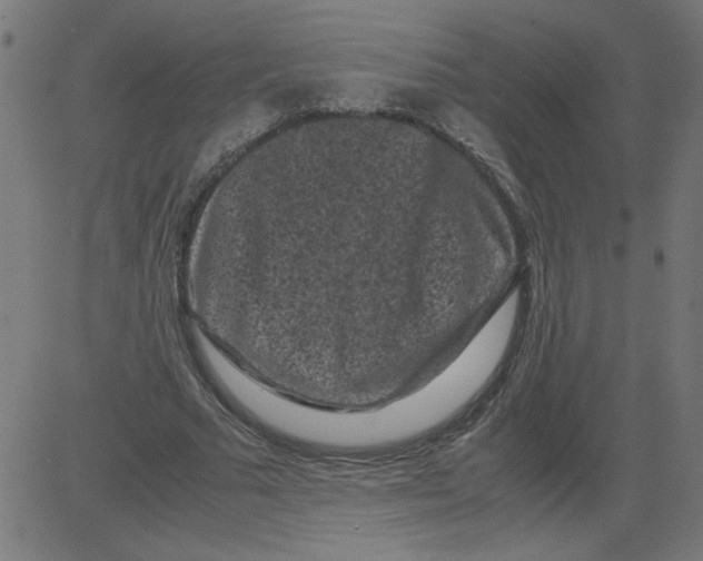 X0000081390681200702020256