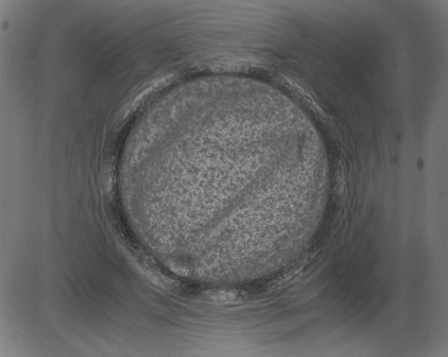 X0000081390687200702020256