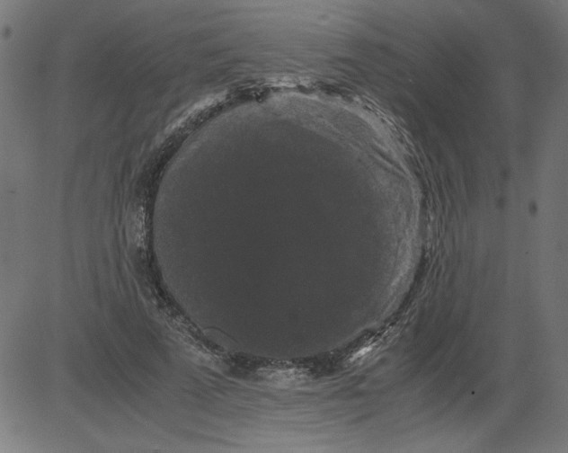 X0000081390689200702020256