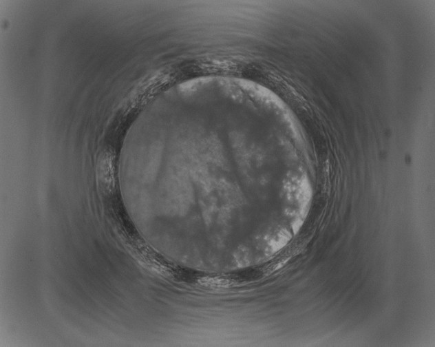 X0000081390699200702020255