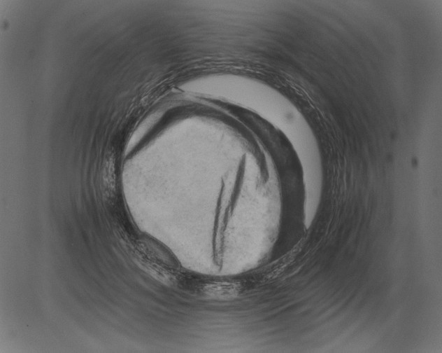 X0000081390700200702020255