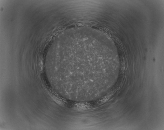 X0000081390703200702020255