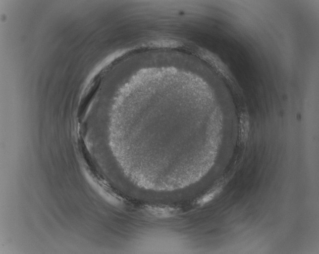 X0000081390726200702020254