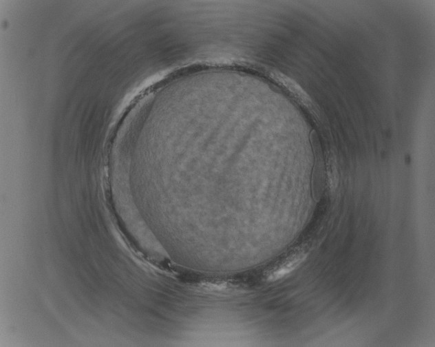 X0000081390728200702020254