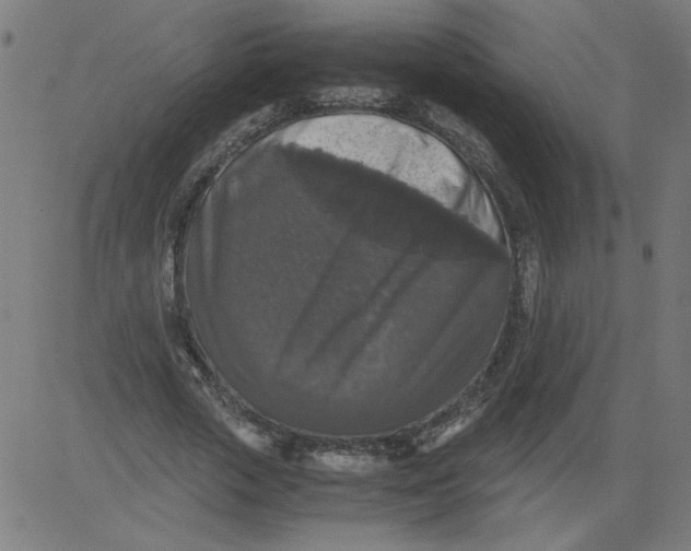 X0000081390729200702020254