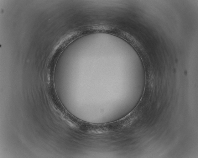 X0000081390731200702020254