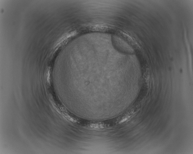 X0000081390744200702020255