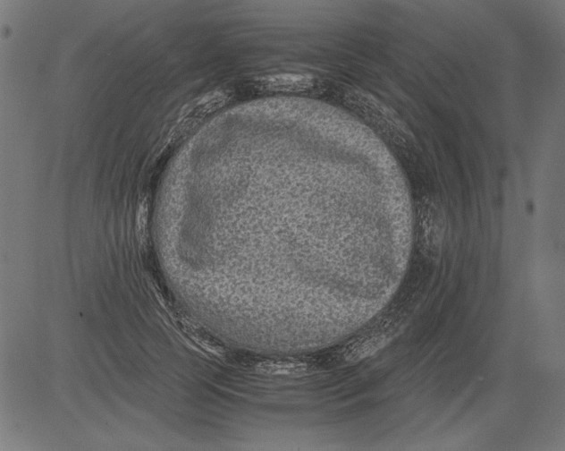 X0000081390745200702020255