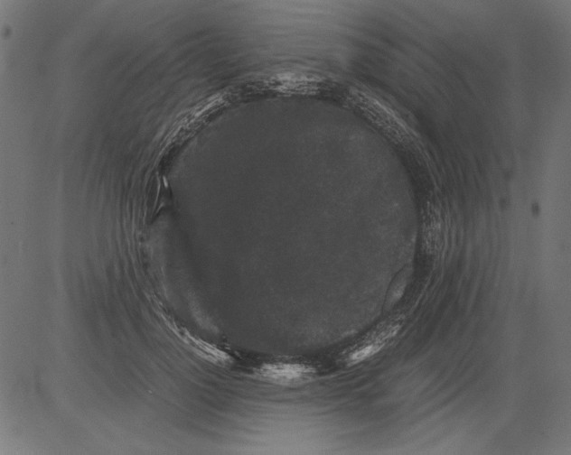 X0000081390748200702020255