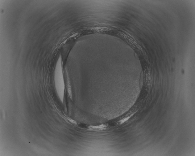 X0000081390750200702020255