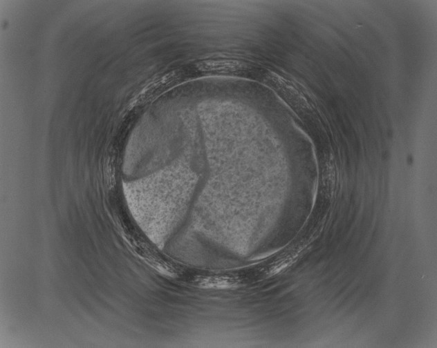 X0000081390751200702020255