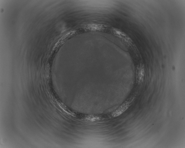 X0000081390760200702020255