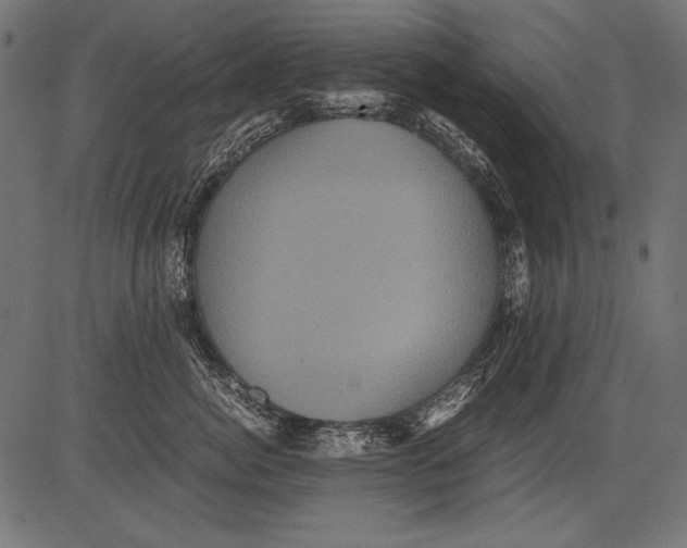 X0000081390764200702020255