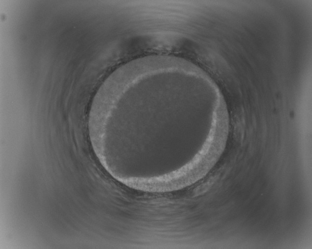 X0000081390769200702020254