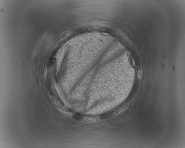 X0000081390771200702020254