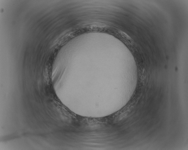 X0000081390774200702020254