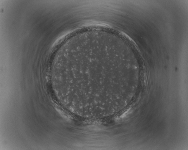 X0000081390775200702020254