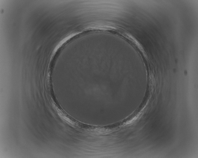 X0000081390779200702020254