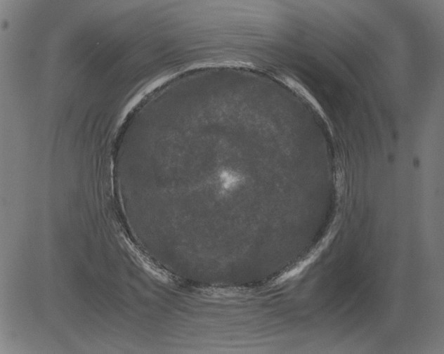 X0000081390781200702020254