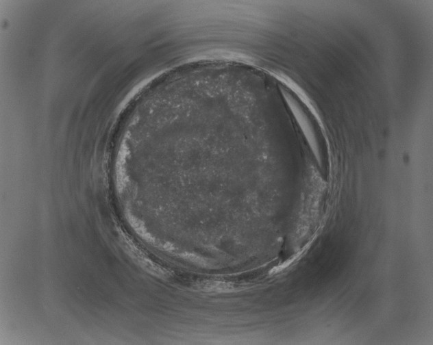 X0000081390783200702020254