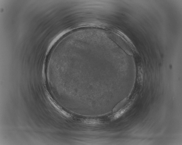 X0000081390788200702020254