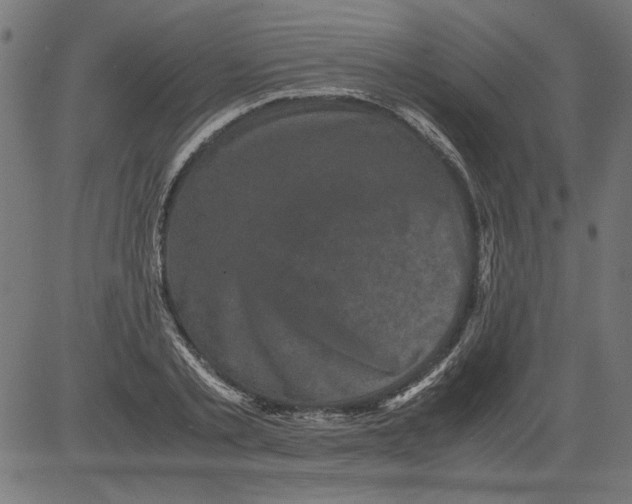 X0000081390789200702020254