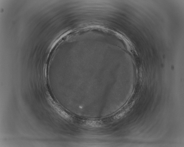 X0000081390790200702020254