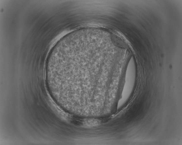 X0000081390795200702020254