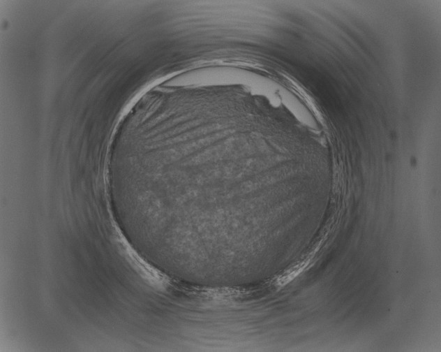 X0000081390803200702020254