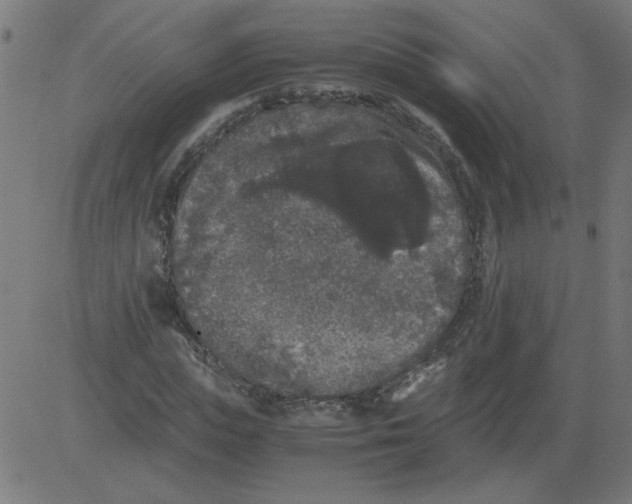 X0000081390823200702020253