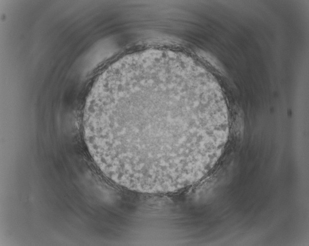 X0000081390824200702020253