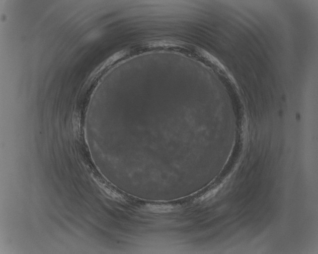 X0000081390825200702020253